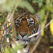 TIGER-Wildpark - Abenteuer Reisen